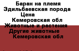 Баран на племя.Эдильбаевская порода › Цена ­ 15 000 - Кемеровская обл. Животные и растения » Другие животные   . Кемеровская обл.